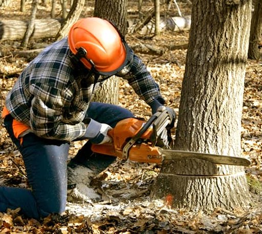 Tree Removal in Westfield, ME